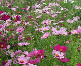 1,500 Cosmos Seeds Sensation Mix FLOWER SEEDS - Gardening - Outdoor Living - £39.27 GBP
