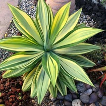 1 live plant - Agave attenuata Variegata(foxtail, lion&#39;s tale, swan&#39;s ne... - £14.38 GBP