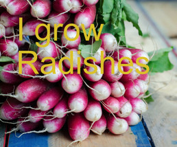 100+ French Breakfast Radish seeds - Grows super fast - Rustic Old World - $6.25