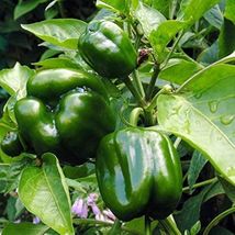 Emerald Giant Sweet Bell Pepper, NON-GMO, Heirloom, Stuffed Peppers, FRE... - €1,36 EUR+