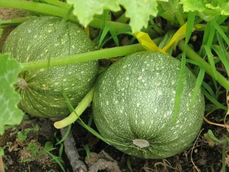 SKMO Round Zucchini Summer Squash Vegetable Heirloom 25 Seeds Indoor Gar... - $9.10