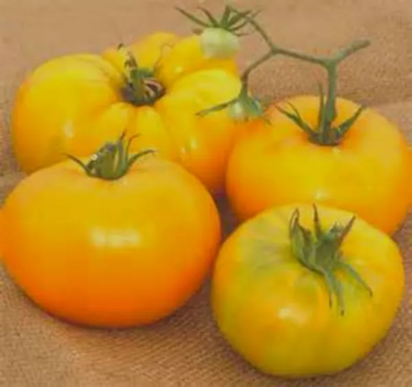 USA Seller FreshLenny &amp; Gracie Huge Yellow Tomato Seeds We Sell 300 Type... - $13.98