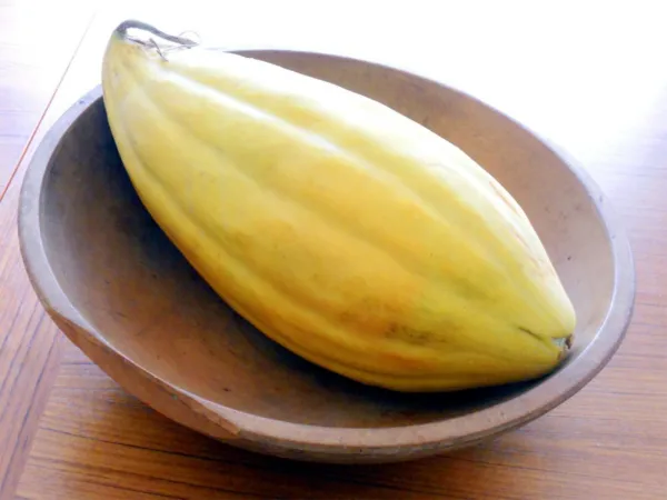 10 Banana Melon Seeds Delicious Unique Juicy Sweet Fresh Garden - £7.18 GBP