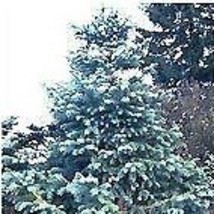 10 Cunninghamia Lanceolata Glauca Blue China Seeds For Planting   - £15.37 GBP