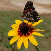 Usa Seller 1000 Clasping Coneflower Seeds Annual Wildflower Poor Soils Flower Pa - $5.50