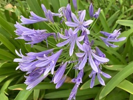 Purple Lily Of The Nile Agapanthus African Lily 30 Seeds Fresh Garden - £11.78 GBP