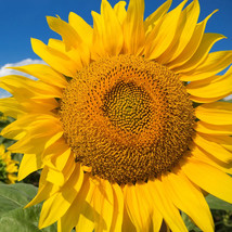 Seeds Fresh Mammoth Grey Stripe Sunflower Huge Giant Russian Sun Flower - $9.90