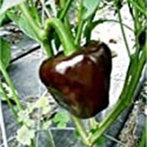 PM Chilhuacle Negro Hot Peppers Seeds (((25 Seed Packet))) (More Heirloo... - $4.75