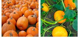 Pumpkin Seeds - Sugar Pie Pumpkin Seeds - Gardening - £12.77 GBP+