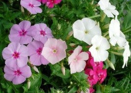 PHLOX ANNUAL MIXED COLORS 50 FRESH SEEDS FREE SHIPPING - $2.32