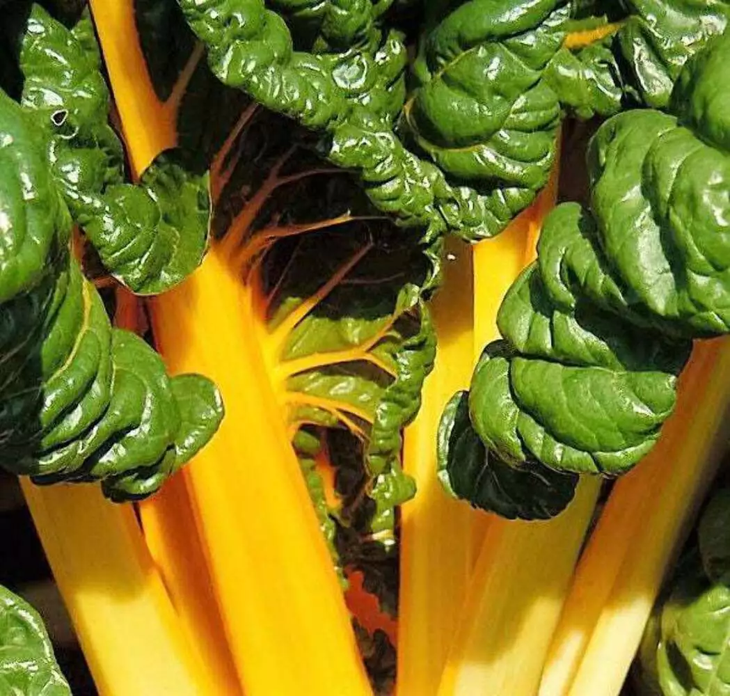 40 Yellow Canary Swiss Chard Beta Vulgaris Perpetual Spinach Vegetable Seeds Usa - £7.85 GBP