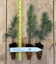 Cedrus deodara tree (deodar cedar, Himalayan cedar) - 6-10 inch potted seedlings - £15.23 GBP+