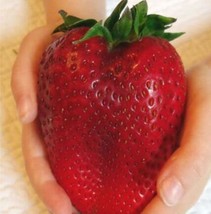 600 pcs Heirloom Super Giant Japan Red Strawberry Organic Seeds FRESH SEEDS - £9.58 GBP