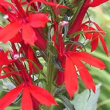 300 Cardinal Flower Lobelia Cardinalis Flower Seeds US Seller Fast Shipping - £6.11 GBP