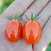 SKMO 50 Seeds Easy To Grow Sweet Baby Boy Tomato Vegetable Tomatoes - £6.49 GBP