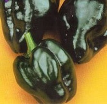 Bloomys 50 Seeds Ancho Poblano Pepper Chili Pepper Capsicum Annuum Vegetable - £8.55 GBP