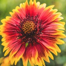 New Fresh Seeds Blanket Arizonia Gaillardia Pulchella Flower Seeds Flower Grower - £5.68 GBP