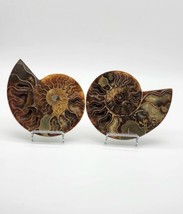 Ammonite Fossil Set,  Prehistoric Fossil, Unique Artifacts, Collectors Item - $93.49