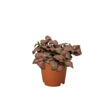 Fittonia &#39;Red&#39;-4&quot; Pot - $30.49