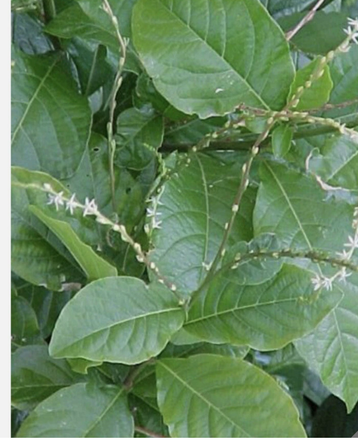 8 onz Anamu alliacea Guinea Hen Weed Apacina Mucura leaves read - $25.71