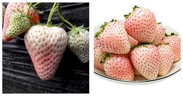 &#39;Littile White&#39; Series Small White Strawberry Seeds 10 Bags (200 Seeds / Bag)  - £26.74 GBP