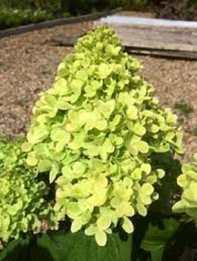 Hydrangea Paniculata &#39;mojito&#39; - Starter Plant - £16.20 GBP