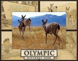 Olympic National Park Laser Engraved Wood Picture Frame Landscape (8 x 10)  - £41.99 GBP