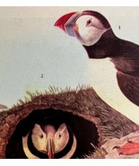 Atlantic Puffin Bird 1946 Color Art Print John James Audubon Nature DWV2G - €34,45 EUR