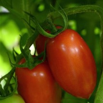 Tomato Seeds 25 Seeds Tomato Marriage Marzinera Fresh Seeds Gardening USA - $26.00