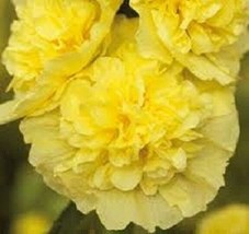 US Seller 30 Double Golden Yellow Alcea Rosea Hollyhock Perennial Flower Seeds N - £16.79 GBP