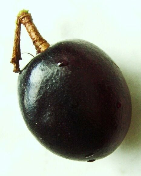 Primary image for COCOPLUM FRUIT Chrysobalanus icacorare sweet exotic tropical plum seed 15 SEED