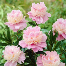 Heirloom Sorbet Robust Colorful Double Blooms Peony Mixed 5 Seeds - £8.90 GBP