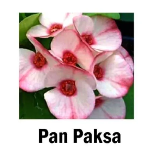Pan Paksa Crown Of Thorns Euphorbia Milii Christ Plant Starter Plant Garden - £31.30 GBP
