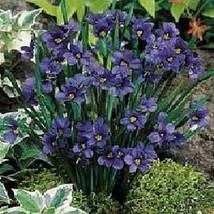 30Seeds Purple Blue Eyed Grass Sisyrinchium Flower Seeds / Sedge / Perennial  SS - £11.02 GBP