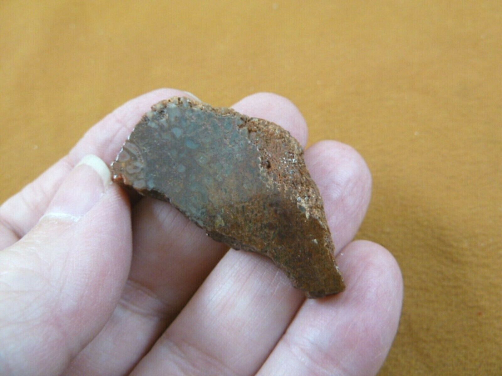 DF301-19 Fossil REAL 1-5/8&quot; DINOSAUR Bone Slice Jurassic Dino love dinos... - $10.39