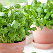  Basil Large Sweet  For Pots Container Gardens Cooking 200 Seeds - £7.02 GBP