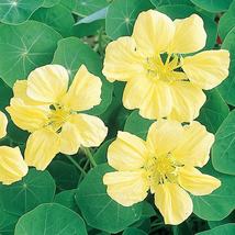 Flower Seeds Moonlight Nasturtium Fast Growing Self Pollinating - £7.38 GBP