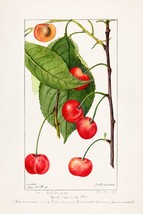 An item in the Home & Garden category: 13338.Wall Decor Poster.Watercolor art.Room Interior design.Kitchen.Cherries