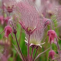 Usa Seller Prairie Smoke 25 Seeds - $9.00