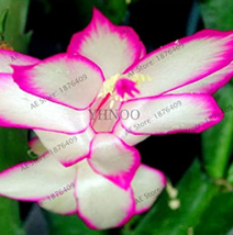 HOT NEW 100 pcs/bag Schlumbergera Flores Christmas Cactus plantas,Bonsai Plant f - £4.50 GBP