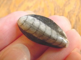 (F370-V) Orthoceras marbilized fossil straight horn shell nautiloid ceph... - $8.59