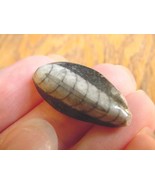 (F370-V) Orthoceras marbilized fossil straight horn shell nautiloid ceph... - $8.59