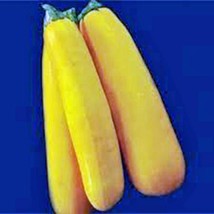 Squash Seed,Golden Zucchini Squash, Heirloom, Organic, 500 Seeds, Non Gmo - £7.18 GBP