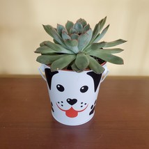 Echeveria Succulent in Tin Bucket with Dog Face, 4" live plant in animal planter
