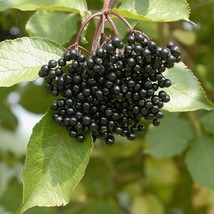 Elderberry (Sambucus Canadensis) in a Quart Pot - £32.01 GBP