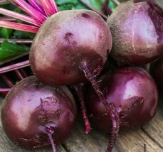 Beet Seeds 100 Early Wonder Survival Garden Vegetables Fresh Seeds Gardening USA - £7.44 GBP