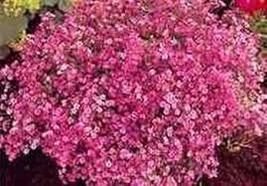 Deep Carmine Babys Breath 300 Seeds Free Shipping - $4.00