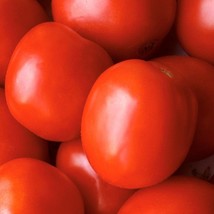 Saucy Lady Tomato Seeds Beautiful Garden Fresh USA Garden - £6.16 GBP