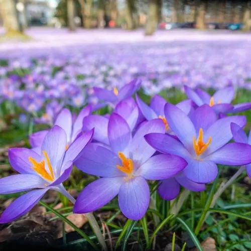 From US 25+ Woodland Crocus Seeds Early Crocus tommasinianus High Germination - £5.54 GBP