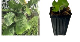 Platycerium elephantotis - Elephant Staghorn Fern - Live Plant - £38.36 GBP